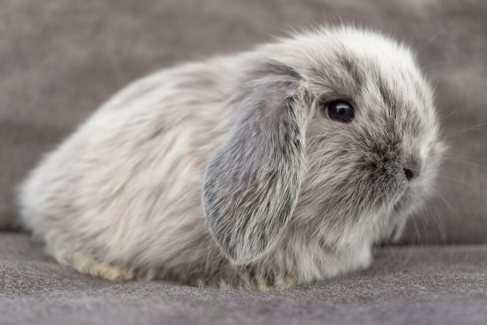 holland lop
