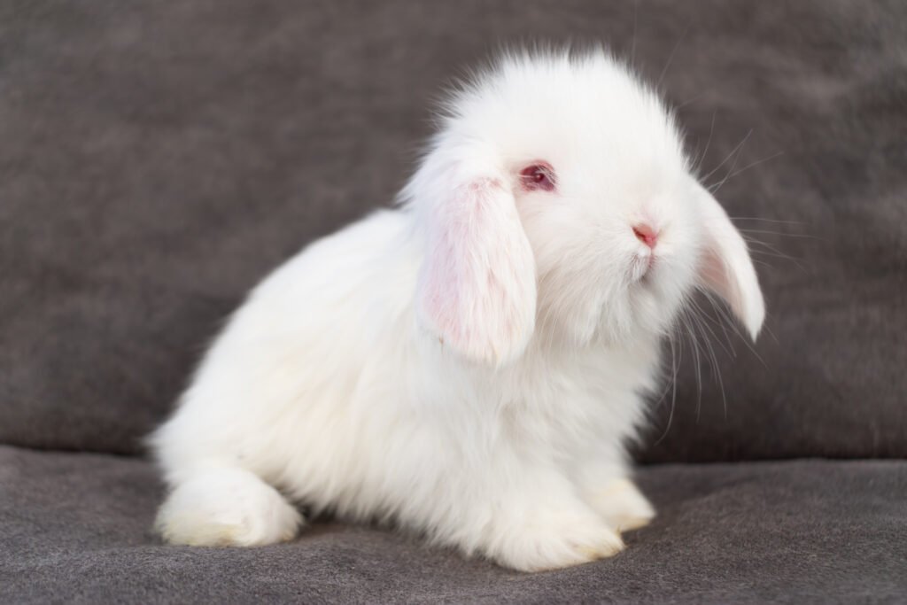 mini lop