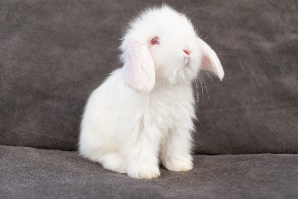 mini lop mexicali