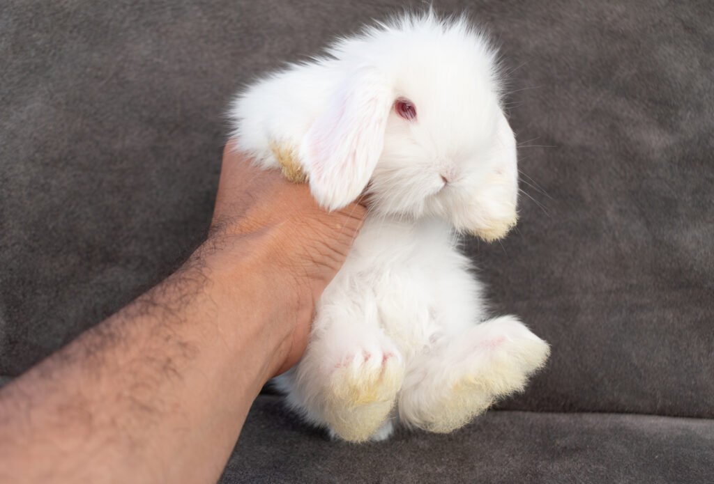 mini lop ensenada