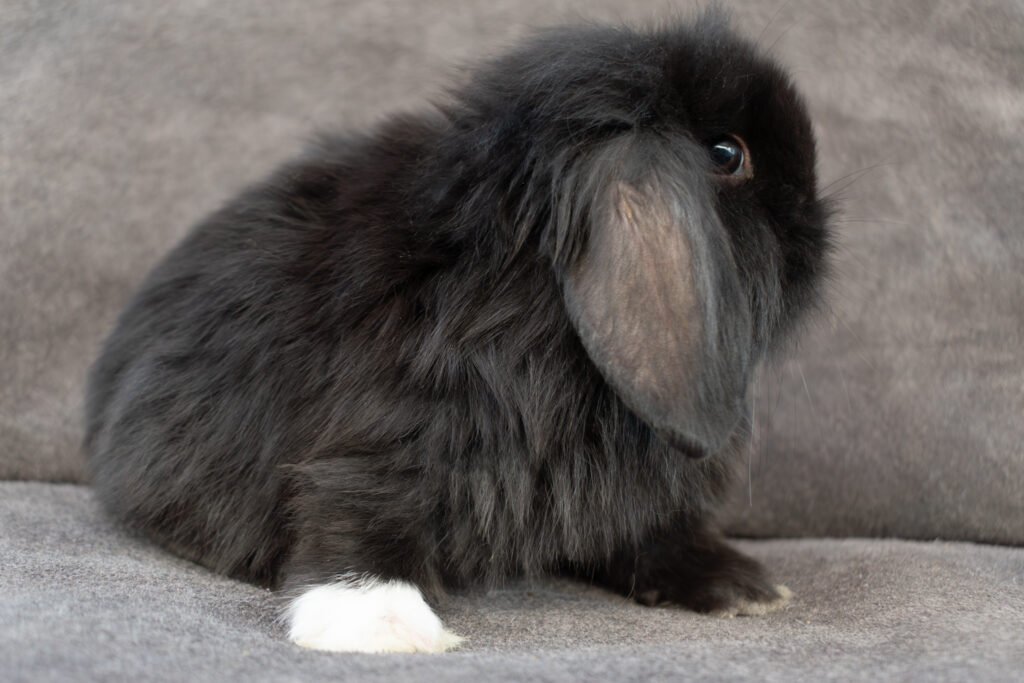 conejo negro