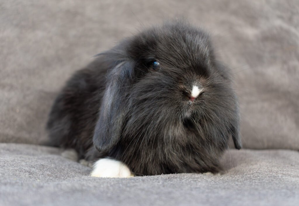 conejos mini lop