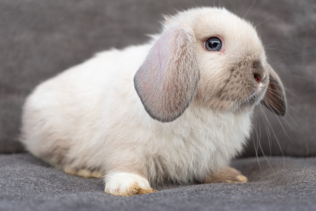 quiero un conejo